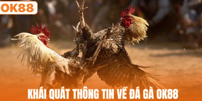 Tóm lược thông tin về đá gà OK88