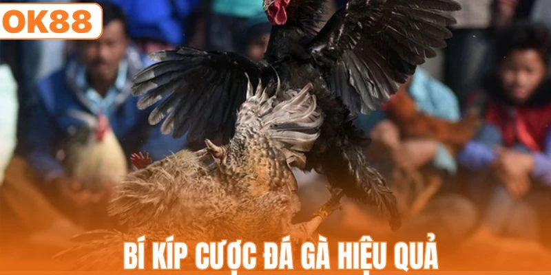 Vận dụng mẹo cược chọi kê hiệu quả